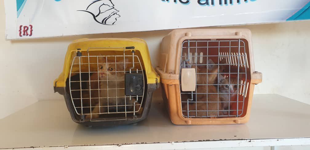 theAleppoCatmen's tweet photo. Someone called us threatening to throw this mom and her kittens on the street if we can not shelter them ....😒😒
Of course we welcomed these innocent souls .@theAleppoCatman #SyrianCats #ErnestoSanctuary https://t.co/0KvNy6QFGF