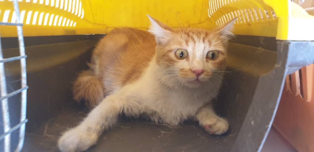 theAleppoCatmen's tweet photo. Someone called us threatening to throw this mom and her kittens on the street if we can not shelter them ....😒😒
Of course we welcomed these innocent souls .@theAleppoCatman #SyrianCats #ErnestoSanctuary https://t.co/0KvNy6QFGF