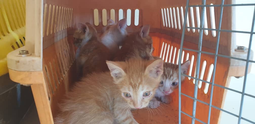 theAleppoCatmen's tweet photo. Someone called us threatening to throw this mom and her kittens on the street if we can not shelter them ....😒😒
Of course we welcomed these innocent souls .@theAleppoCatman #SyrianCats #ErnestoSanctuary https://t.co/0KvNy6QFGF