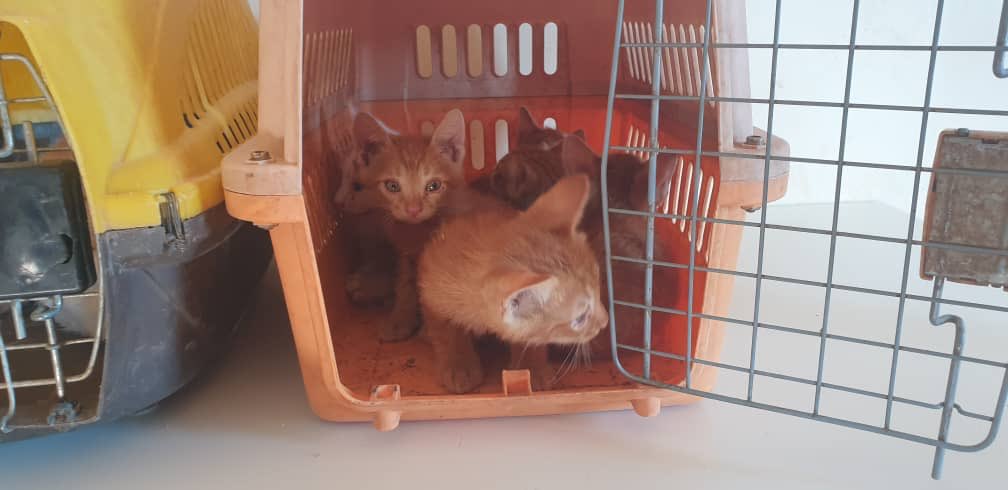 theAleppoCatmen's tweet photo. Someone called us threatening to throw this mom and her kittens on the street if we can not shelter them ....😒😒
Of course we welcomed these innocent souls .@theAleppoCatman #SyrianCats #ErnestoSanctuary https://t.co/0KvNy6QFGF