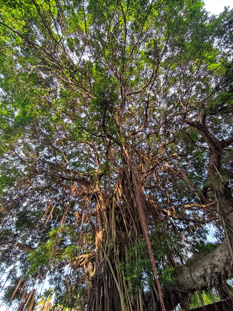 lin_sunlight's tweet photo. My phone perspective, the big banyan trees in the south, the rain in the south, looking up at the sunshine after the rain, through the branches, crowns and roots of banyan trees… #Beihai #China #travel #emotion #emotional #life #lifestyle #photography #streetphotography https://t.co/28OFavfXKI