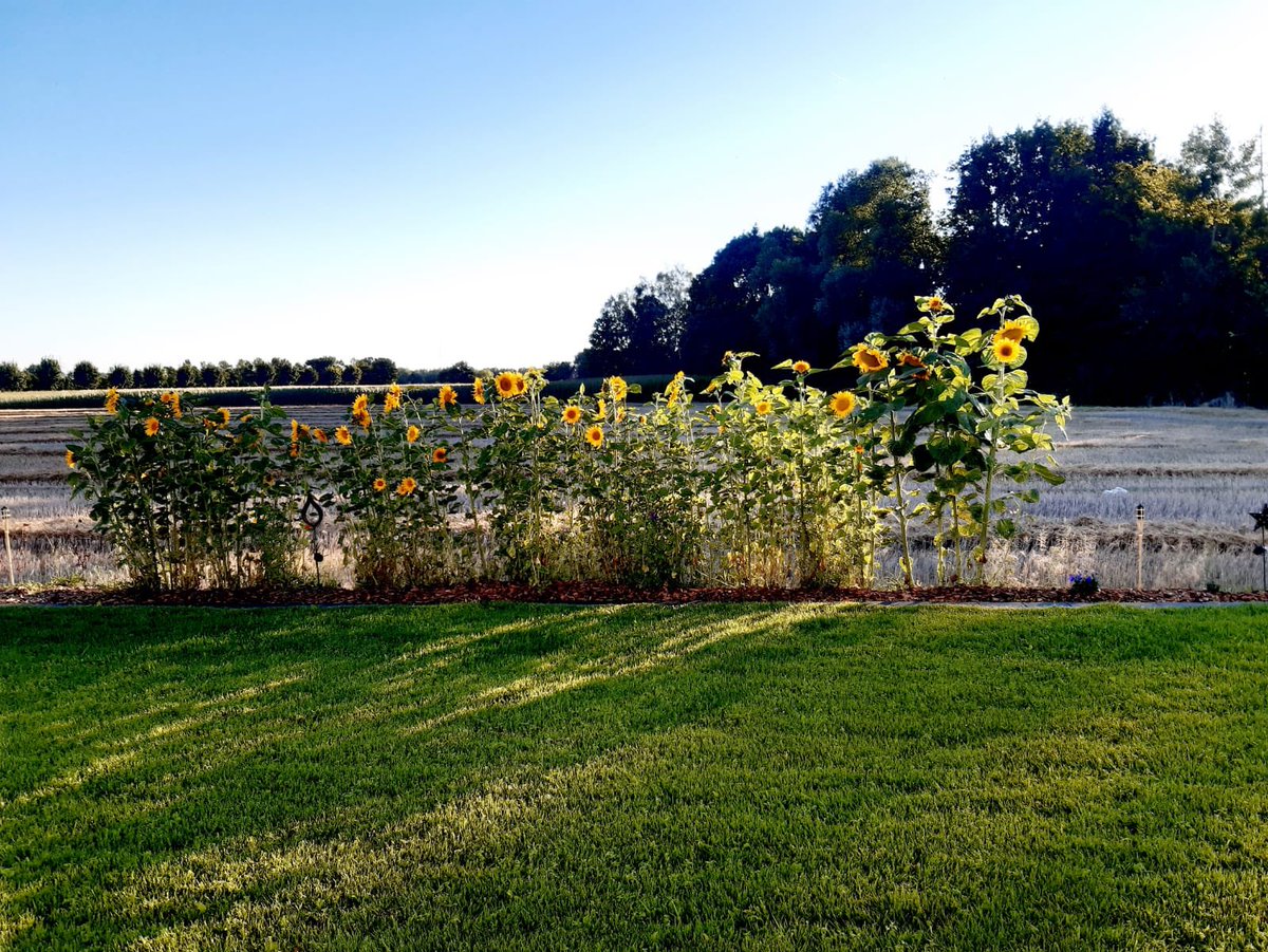 TanjaKnies's tweet photo. #flowerpower #letthesunshineinyourheart https://t.co/0DL4YHj3Pa