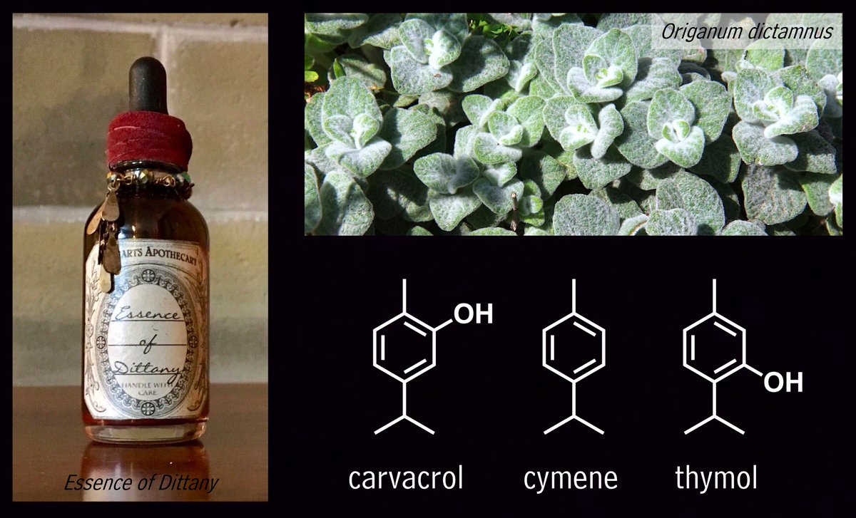 Happy #PhytochemicalFriday and #HappyBirthdayHarryPotter! Today: the monoterpenoids carvacrol, cymene, and thymol. These are major aroma compounds in Cretan dittany (Origanum dictamnus), the plant used to prepare Essence of Dittany, a healing potion in the Harry Potter series.