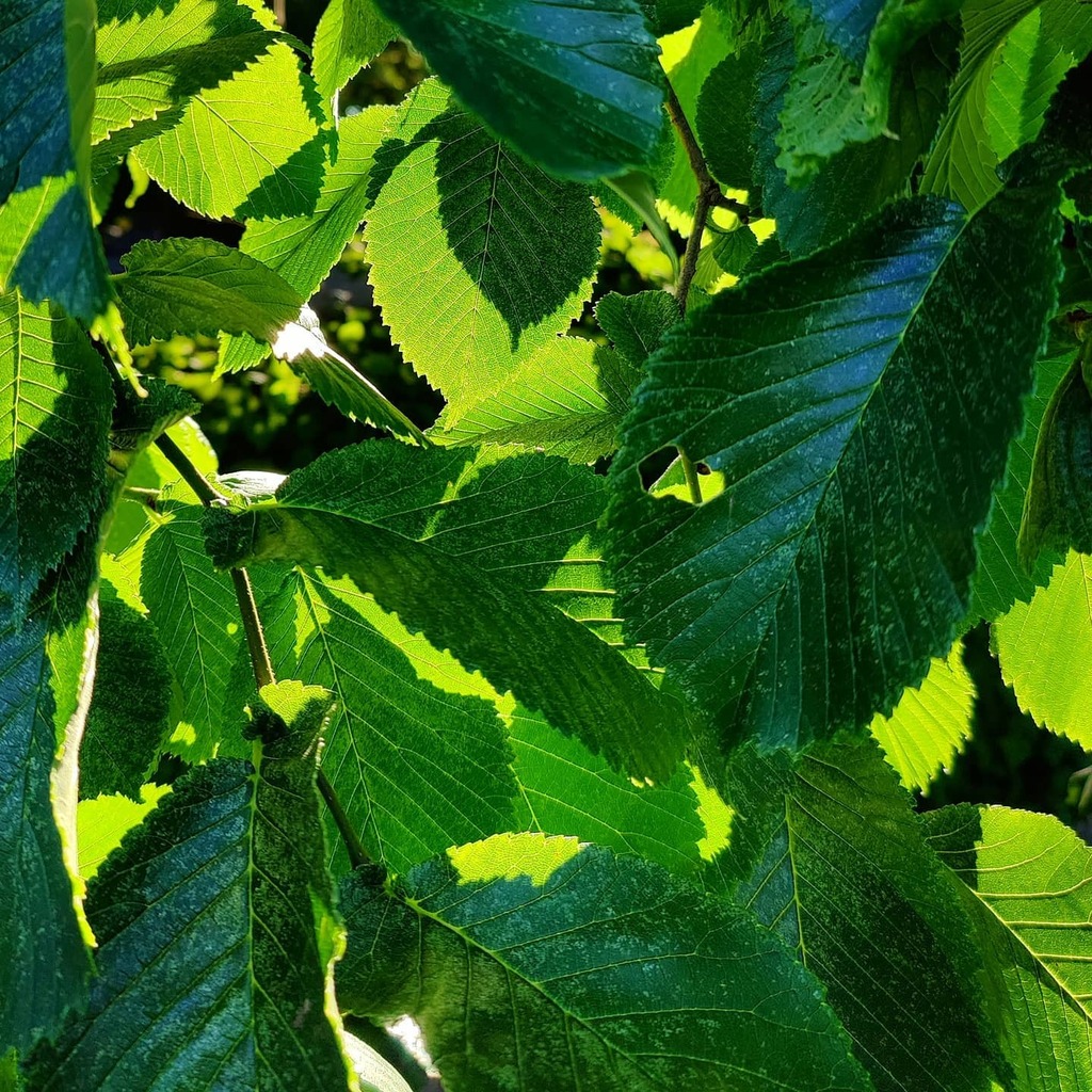 instagr.am/p/CDULL1uBieT/