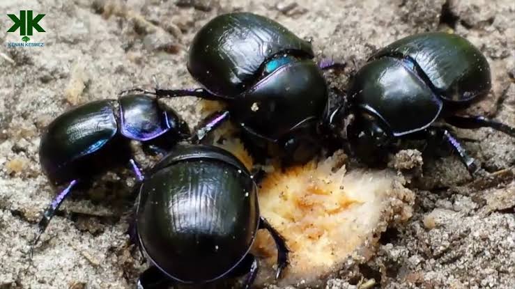 Sylemem65862003's tweet photo. @makinistfanlari @geometrid43 @RespectfulMemes Wrong, dung beetle(tr. Bok böceği) is this, the green bug in Issac's tweet is a Pentatomidae, and called "Kalkan Böceği" in Turkish, which is directly translated as "Shield Bug". https://t.co/NGWlJwr9Iy