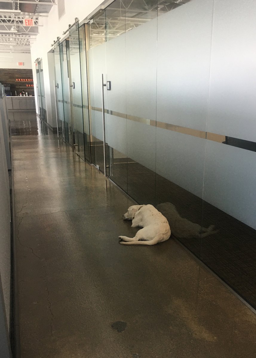UDigTech's tweet photo. Pearl patiently waiting for her dad to finish his meeting #udigpup #officepup https://t.co/jrp0ZDFrUp