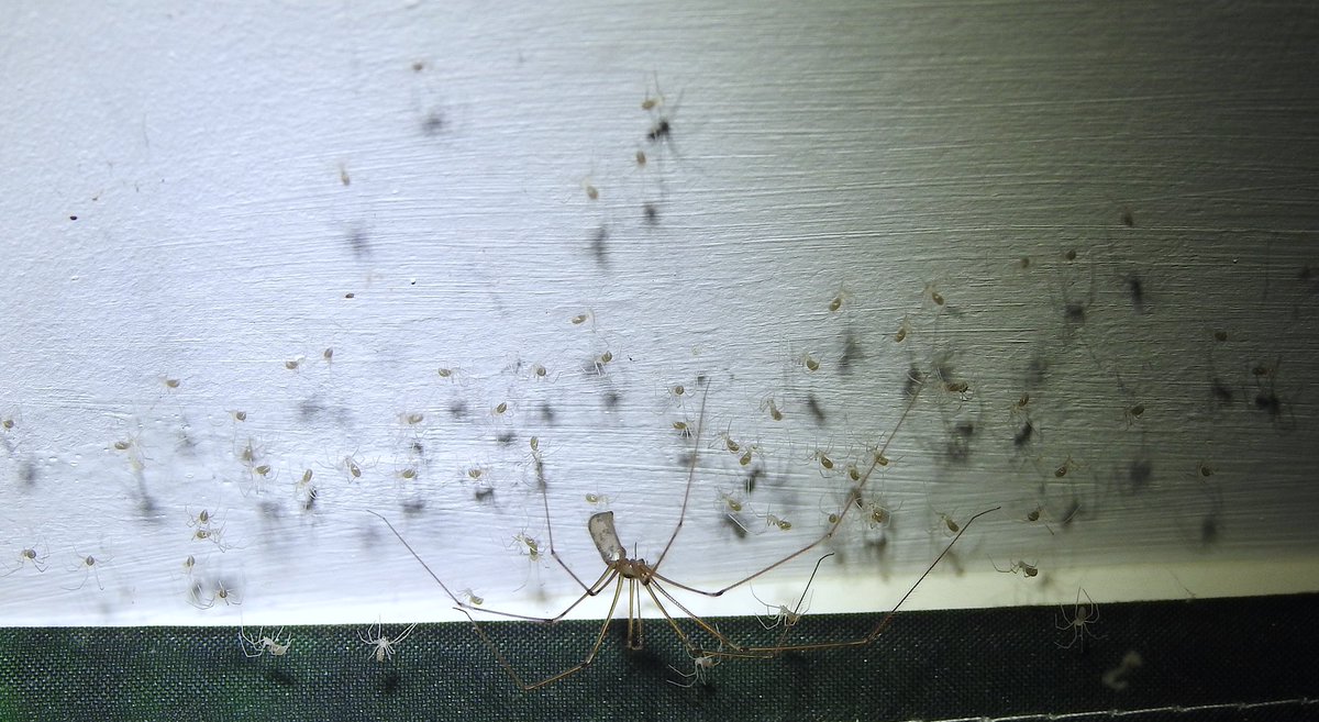 bernoid's tweet photo. I think all my egg balls have hatched now. Itโs been a joy to observe thatโs for sure. Iโll probably find more, knowing me. ๐#pholcusphalangioides #cellarspidersurvey #cellarspider #spiderlings #eggballs #spider https://t.co/TTJMkJSNRS