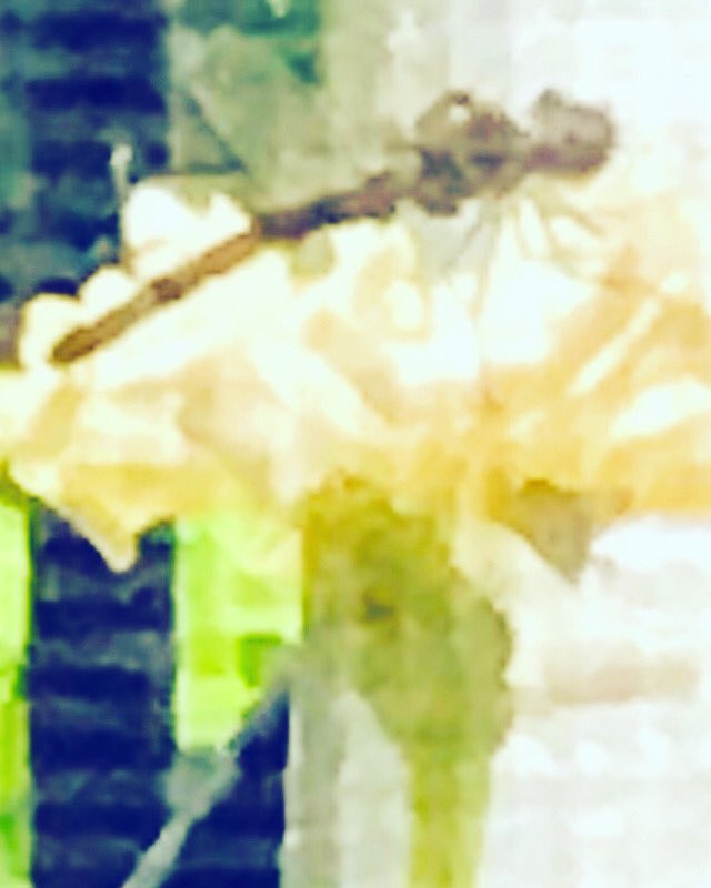 innerlifedirect's tweet photo. X<•>X<•>X<•>X
after rain...
the dragonfly resting
on a white zinnia 
~~~~~~~~~~~~~~~
#flowing  with the energies of transformation https://t.co/MjIe7YYrFU