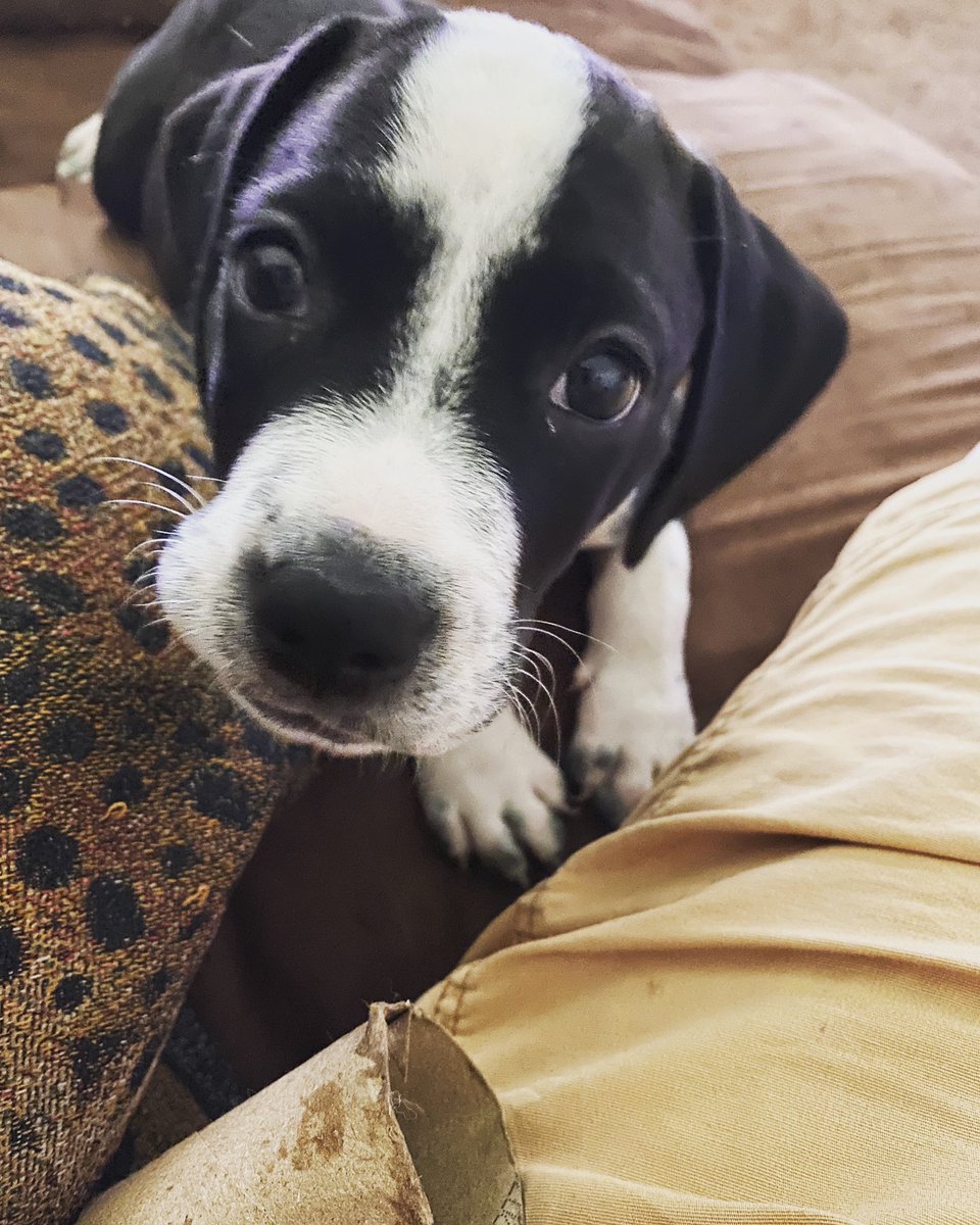 Knightener's tweet photo. Jet heard that it’s #NationalMuttDay and asked why we’re not throwing him a party right now with bacon crunchies and falling taco meats from the table. 😅 #puppylife #firstcelebration #adorbs https://t.co/haH3yXaT1L