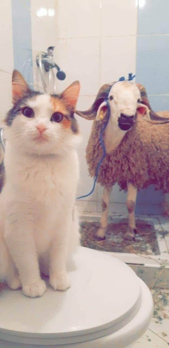 عيد مبارك سعيد كل عام و أنتم بخير 🐏✨