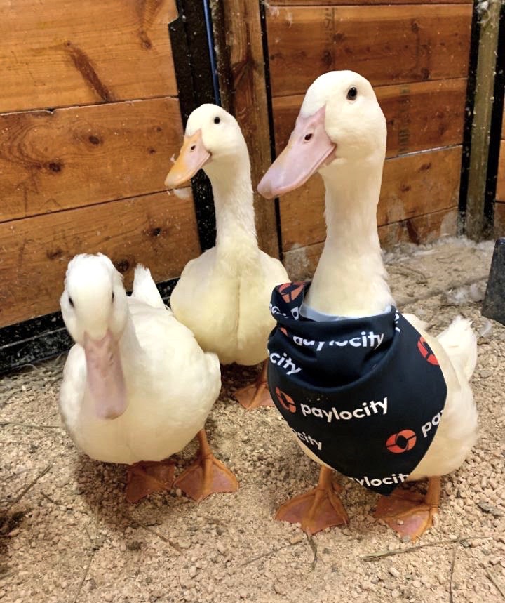 AxisPromo's tweet photo. That's right! We cater to all. ππ¦π¦ Now you tell us, who wore it best!? #AxisMade bandanas for @Paylocity π
.
.
#promotionalproducts #yourlogohere #promotionalproductswork #brandstrategy #clientappreciation #b2b #b2bservices #employeeappreciation #weloveourclients https://t.co/XX6wstALn2