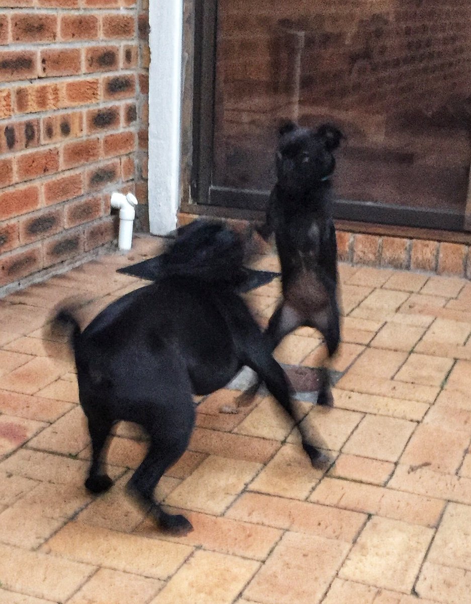 viljoenvn's tweet photo. My small #puppy (on the right) doesn't need confidence training. 

#pug #bertusthepug https://t.co/EJuDX2ruSg