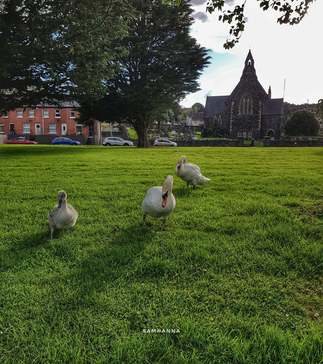 NICelebrant's tweet photo. Coleraine's swans and their cygnet out for a walk. Enjoying the sunshine after the heavy rain @VisitCauseway @WeatherCee @newslineweather @ScenesOfUlster @DiscoverNI @barrabest @angie_weather https://t.co/MQq8NccEOs
