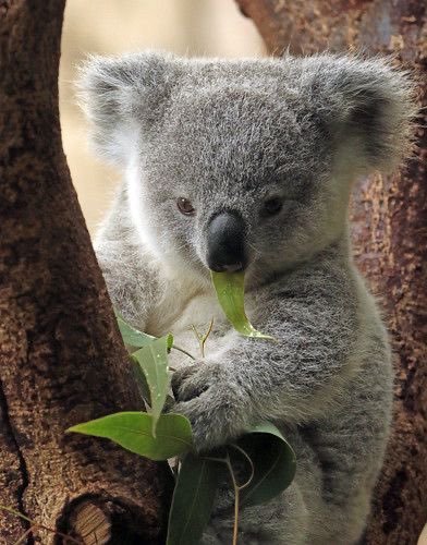 a thread of cute koalas — a needed thread