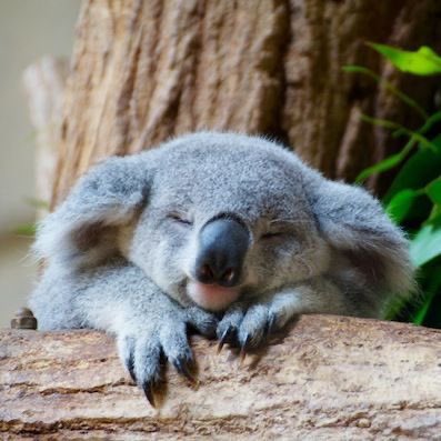 a thread of cute koalas — a needed thread