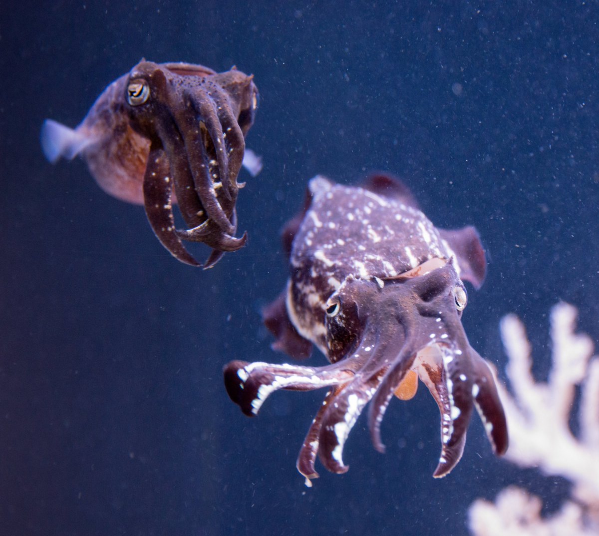 Seattle Aquarium tweet media