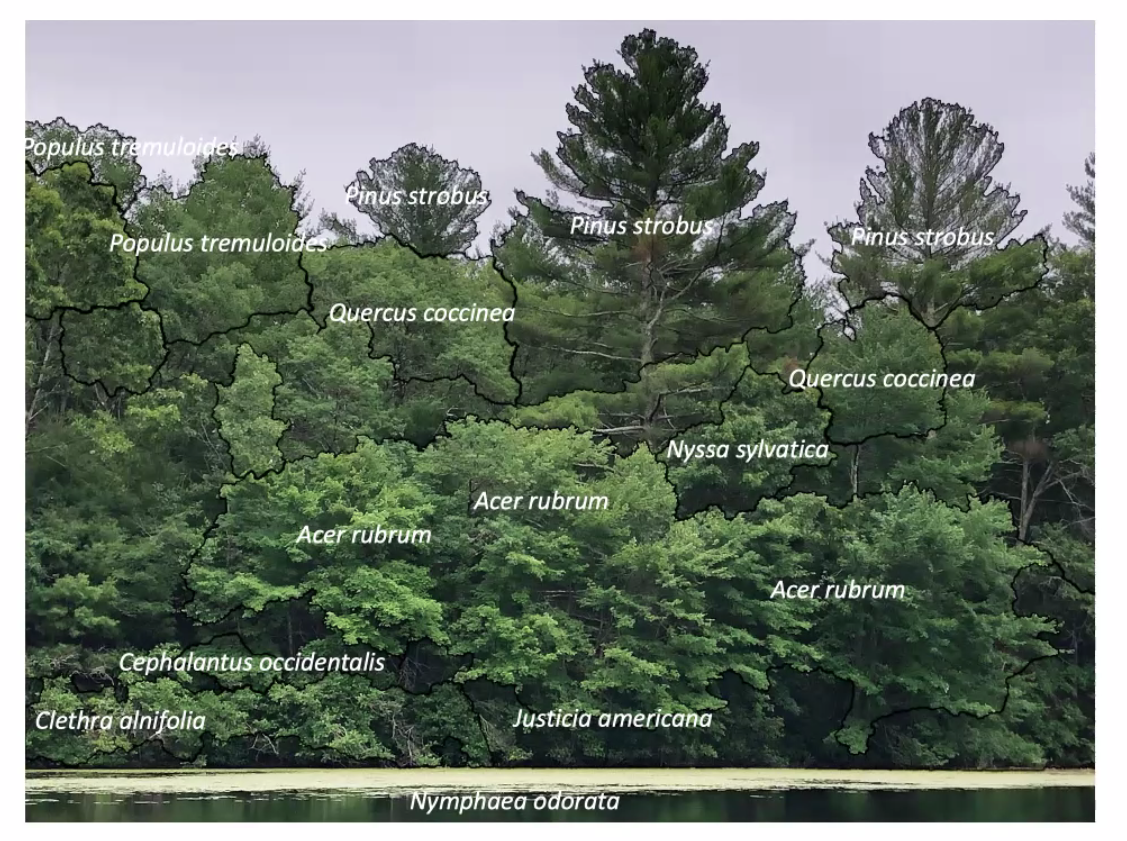 MartineBotany's tweet photo. Cindi Jones shows what botanists see and I feel seen. #Botany2020 #iamabotanist https://t.co/mUWnE8axKh