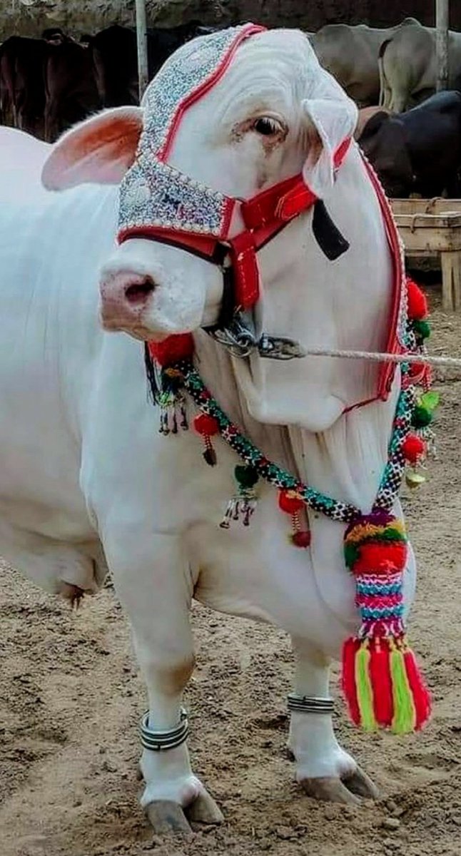 🌱نتاشا کی طرف سے میرے چاہنے والوں، تمام فالورز اور اہلِ وطن کو بہت بہت 
#عيد_الأضحى_المبارك
ہو 🎈دعاؤں میں یاد رکھیں کھال ہاتھ سے کسی غریب مسکین کو خود دیں جبکہ "کپورے" یوتھیوں کو..
عید مبارک