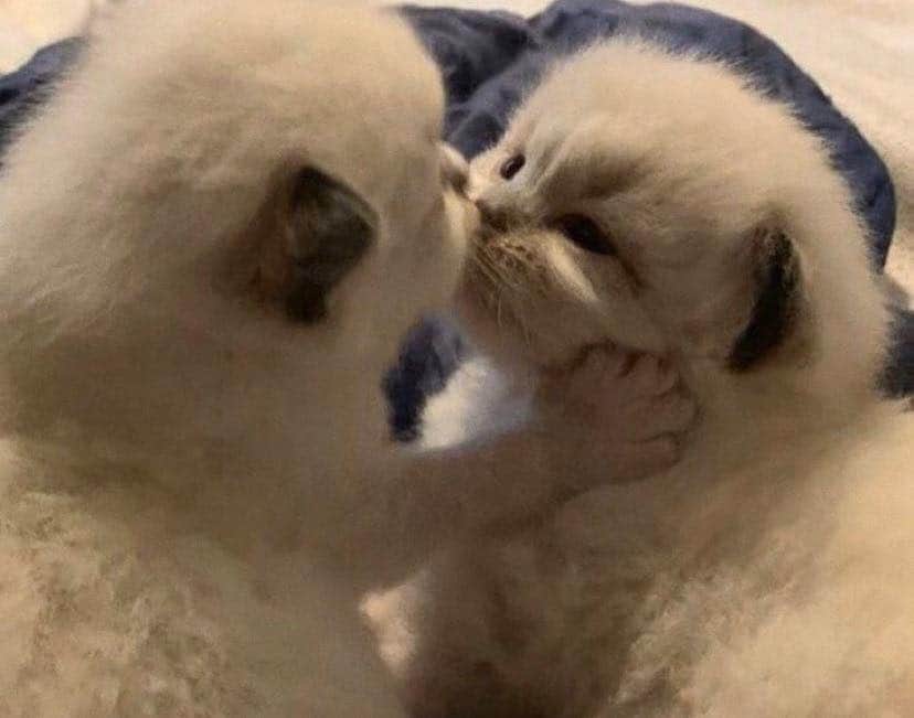 sugarvenom111's tweet image. 