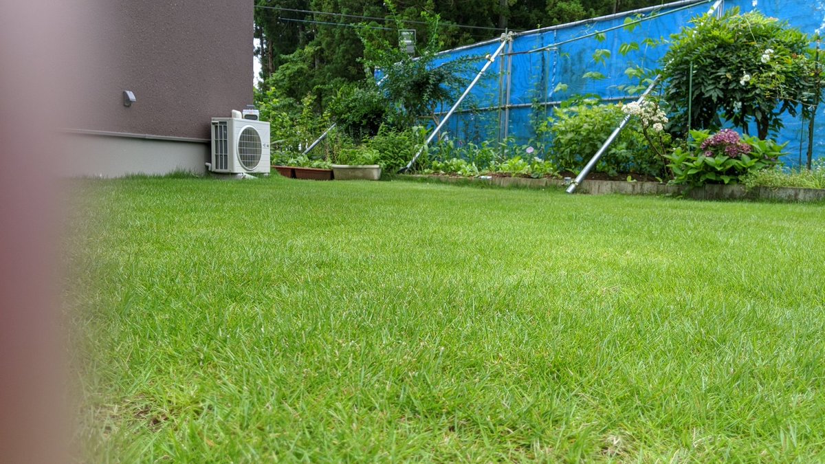 とさか 凸凹になってきて 不陸修正もしないと 目砂がないのでホームセンター行って買ってこないと