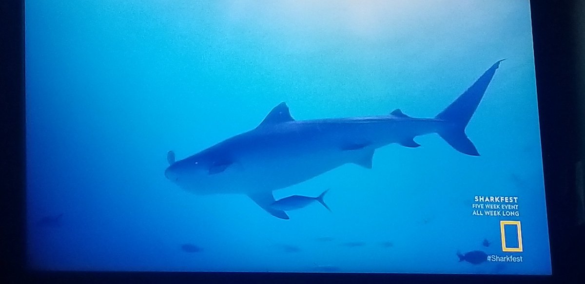 PatrickNelsonTV's tweet photo. Getting caught up on #SharkFest and just watched the work of @beneaththewaves on "Sharks of the Bermuda Triangle". It was absolutely fascinating! It's so cool to see these shark experts take us into those mysterious places like the infamous Bermuda Triangle! #SharkNerd https://t.co/pSy5Bu9QhC