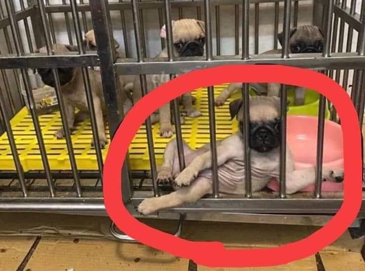 TrudiiBee's tweet image. He making sure he gets picked 😭😭😭😭😭😭😭😭😭😭😭😭😭😭😭😭😭😭😭😭😭😭😭😭😭