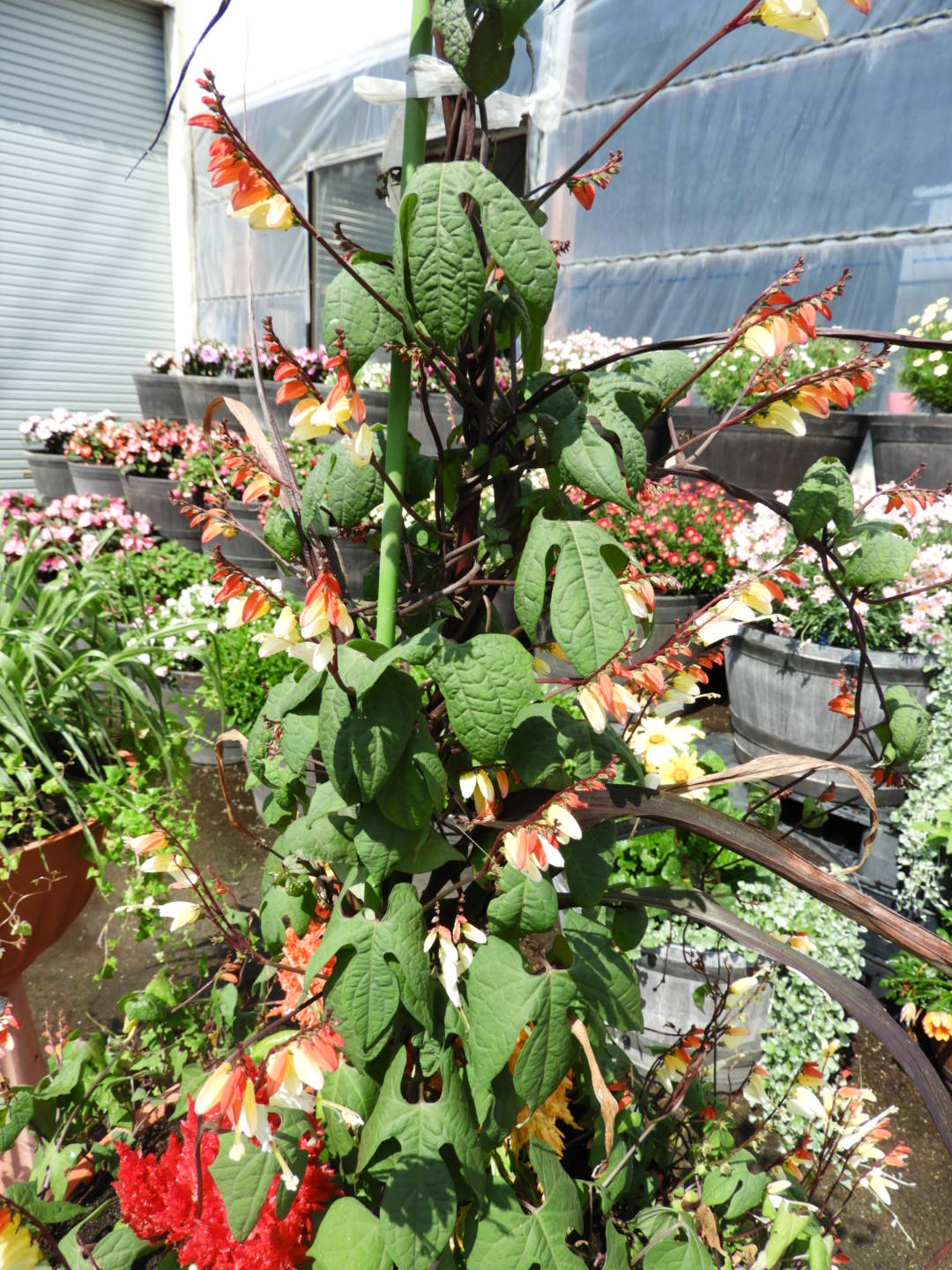 花のまつうら お店に植えてあるミナロバータ綺麗に咲いてきました 苗はまだ販売してます ミナロバータ 花のまつうら T Co 5zdmcwrelr Twitter