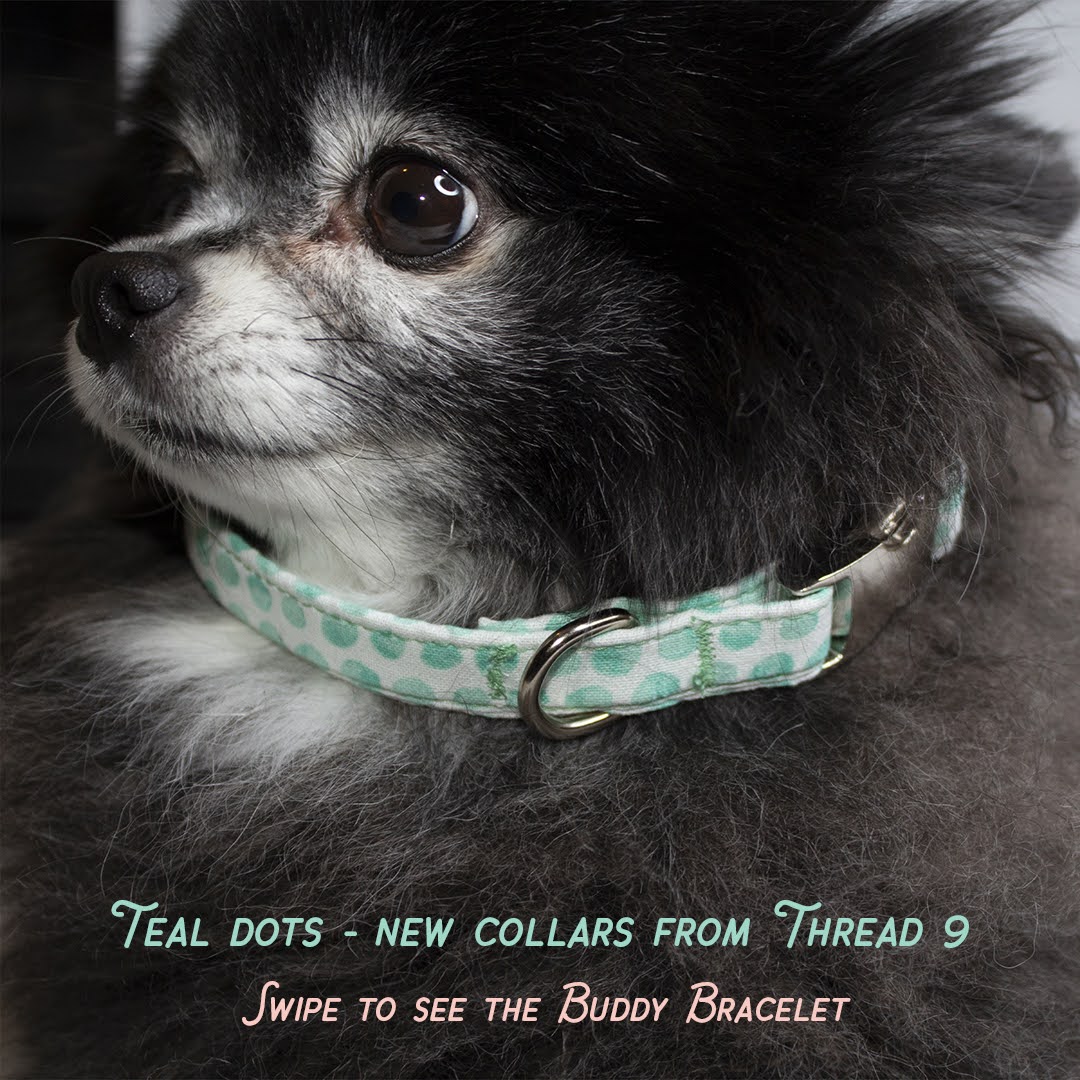 Thread9dog's tweet photo. New collars available now ➡️ https://t.co/uy9Aybtk0M 

Free buddy bracelet! https://t.co/lTMAvStvae