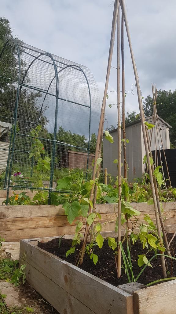 EmCarboni's tweet photo. Quick #allotment update, popped in more climbing #beans care of one of my buddies, using up the space now that the broad beans and dwarf beans have come out. Pleased with how it's looking and now one bit is under control, we're taking on the top part of the #plot! #moreweeding https://t.co/dyaxXAyEcz