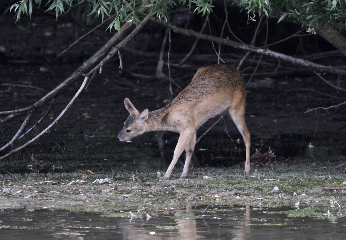 RT @SimonWest26: Chinese Water Deer - Wilstone Reservoir (Hertfordshire) 31/7/2020 @HMWTBadger @HNHSOC @hertsbna @Mammal_Society @mammals_uk @mammalnews_uk