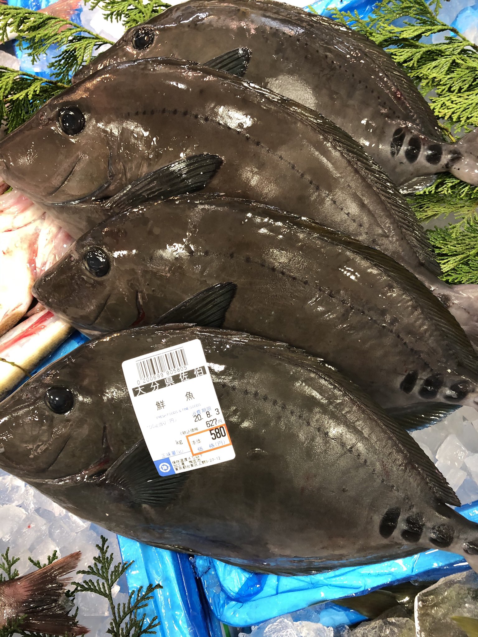 吉池 一昨日の お魚クイズ ご応募ありがとうございます 皆さん ほとんど正解 ニザダイあるいは サンノジ 尾っぽの 三本の線 不思議だと思われません 生命の不思議 面白いところ それではまた ご機嫌よう T Co Mqjqrjvlvr Twitter
