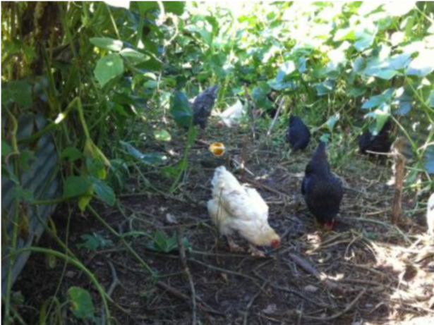 Farm Tour and Music event in August, online and residential PDC in October, all by donation! Plus we need your help with a new case study!