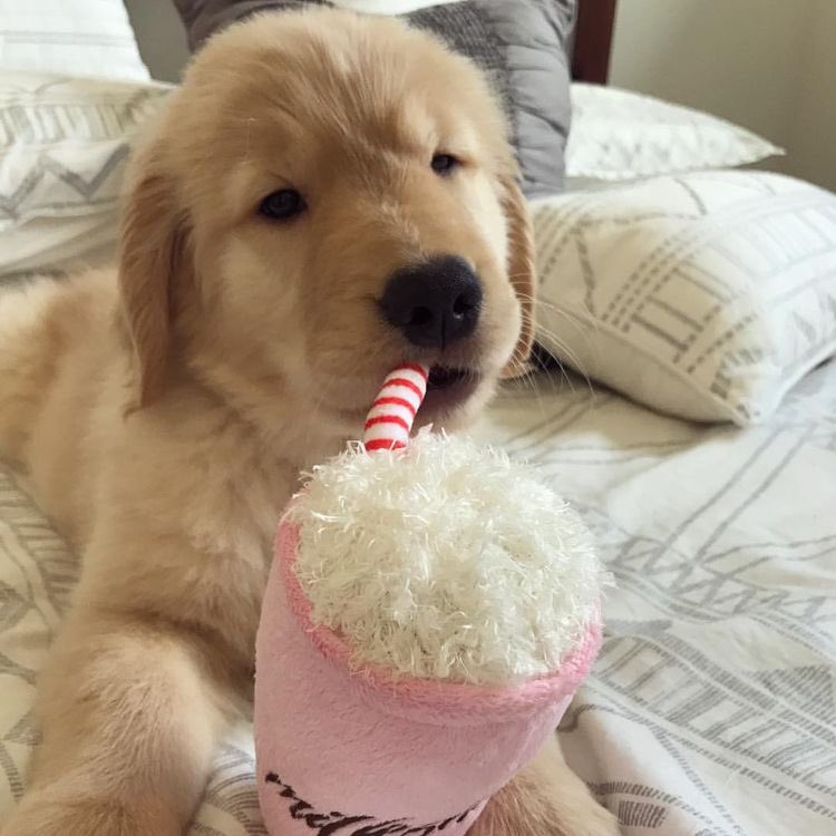 🥺