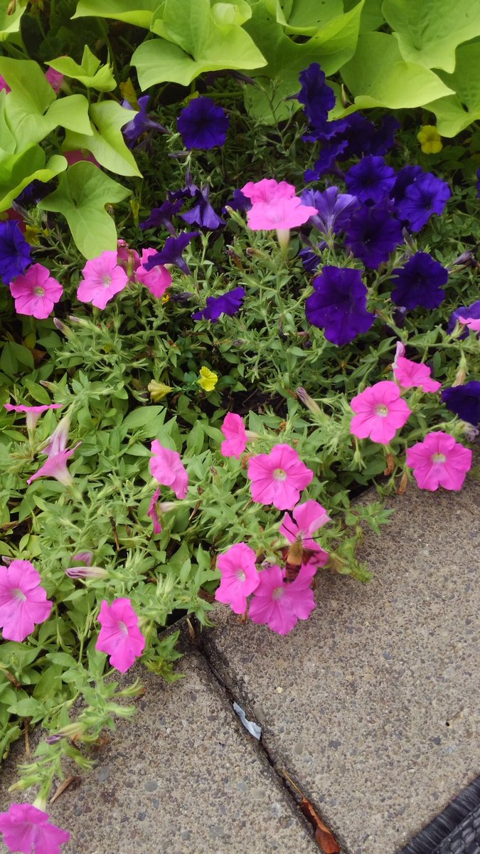 Plucking dead flowers off the petunias around the clubhouse patio an had a lil visitor a hummingbird moth