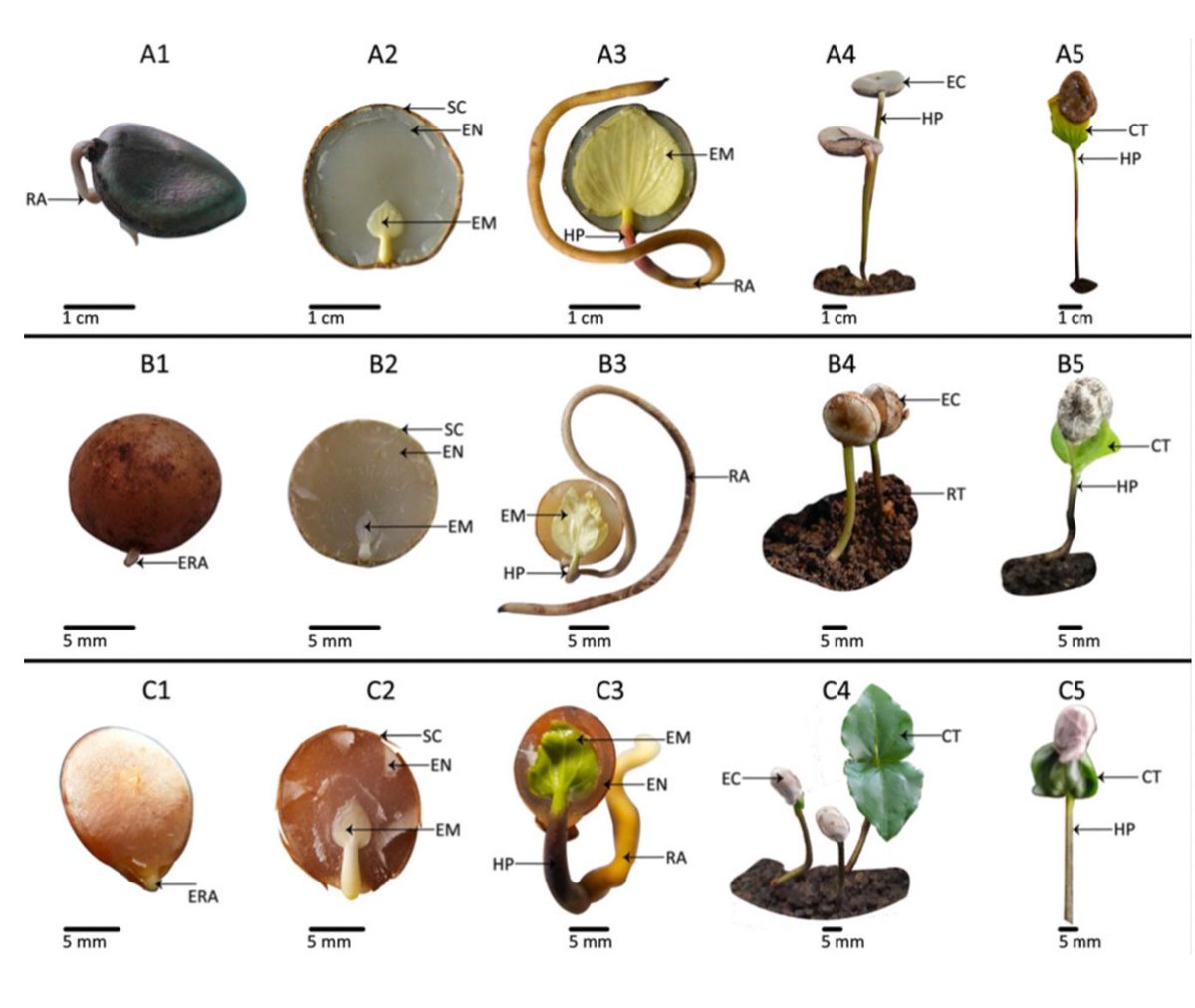 Plantae (@plantae_org) on Twitter photo Epicotyl morphophysiological dormancy and storage behaviour of seeds of Strychnos nux-vomica, Strychnos potatorumand Strychnos benthamii (Loganiaceae) buff.ly/2D7g54e Summary by <a href="/caordonezparra/">Carlos A. Ordóñez-Parra</a> Epicotyl morphophysiological dormancy and storage behaviour of seeds of Strychnos nux-vomica, Strychnos potatorumand Strychnos benthamii (Loganiaceae) buff.ly/2D7g54e Summary by <a href="/caordonezparra/">Carlos A. Ordóñez-Parra</a>
