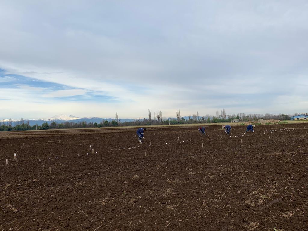 mauschoe's tweet photo. Intercropping field trail done👌 This year chickpea/wheat and lupin/wheat. Great job with @DalmaCastilloR Project financed by #fondecyt @INIAQuilamapu @UdecAgronomia @Ciencia_UdeC #andisol #SoilHealth @RemixIntercrops @TrueLegumes @AgroEcoAtJHI @zornoza_raul https://t.co/N6OKEDBFcC