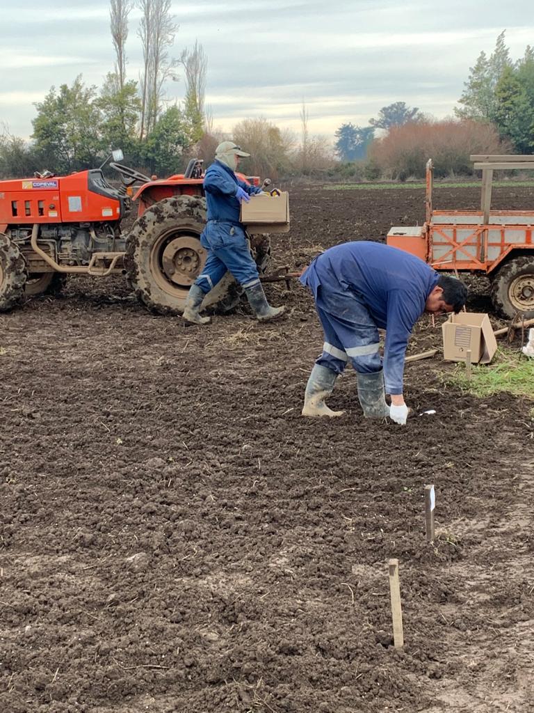 mauschoe's tweet photo. Intercropping field trail done👌 This year chickpea/wheat and lupin/wheat. Great job with @DalmaCastilloR Project financed by #fondecyt @INIAQuilamapu @UdecAgronomia @Ciencia_UdeC #andisol #SoilHealth @RemixIntercrops @TrueLegumes @AgroEcoAtJHI @zornoza_raul https://t.co/N6OKEDBFcC