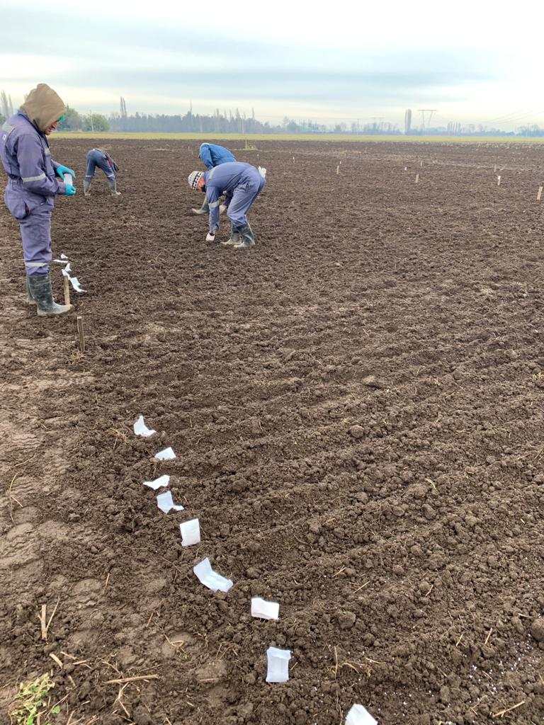 mauschoe's tweet photo. Intercropping field trail done👌 This year chickpea/wheat and lupin/wheat. Great job with @DalmaCastilloR Project financed by #fondecyt @INIAQuilamapu @UdecAgronomia @Ciencia_UdeC #andisol #SoilHealth @RemixIntercrops @TrueLegumes @AgroEcoAtJHI @zornoza_raul https://t.co/N6OKEDBFcC