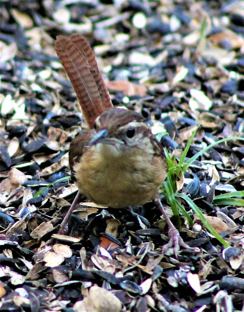 Carolina Wren
