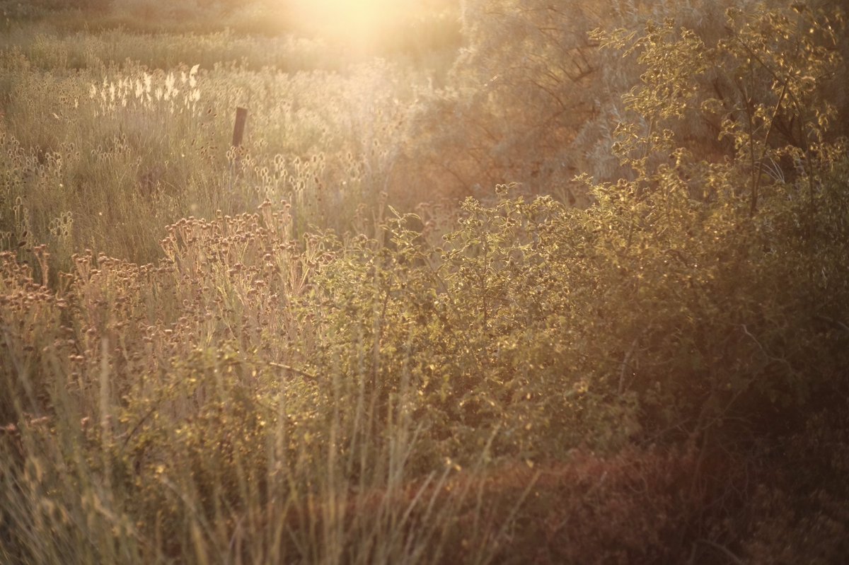 Fuji X Weekly tweet media