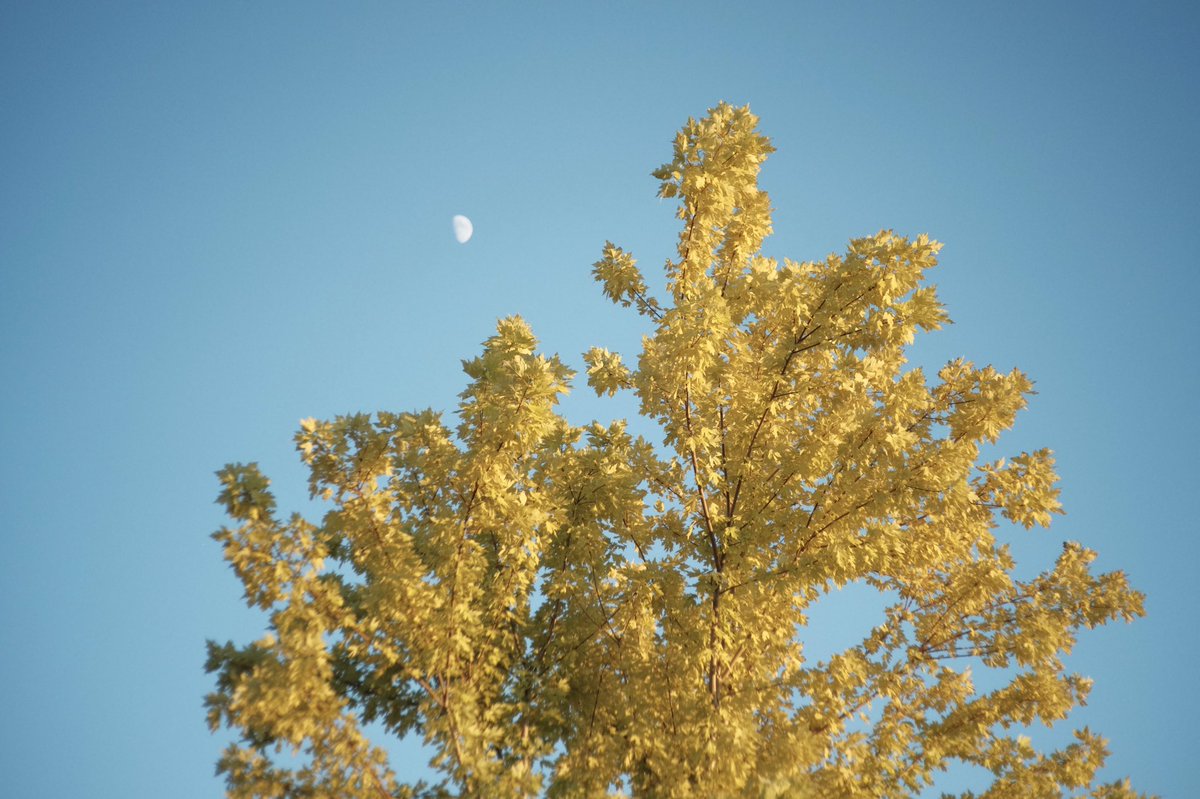 Fuji X Weekly tweet media