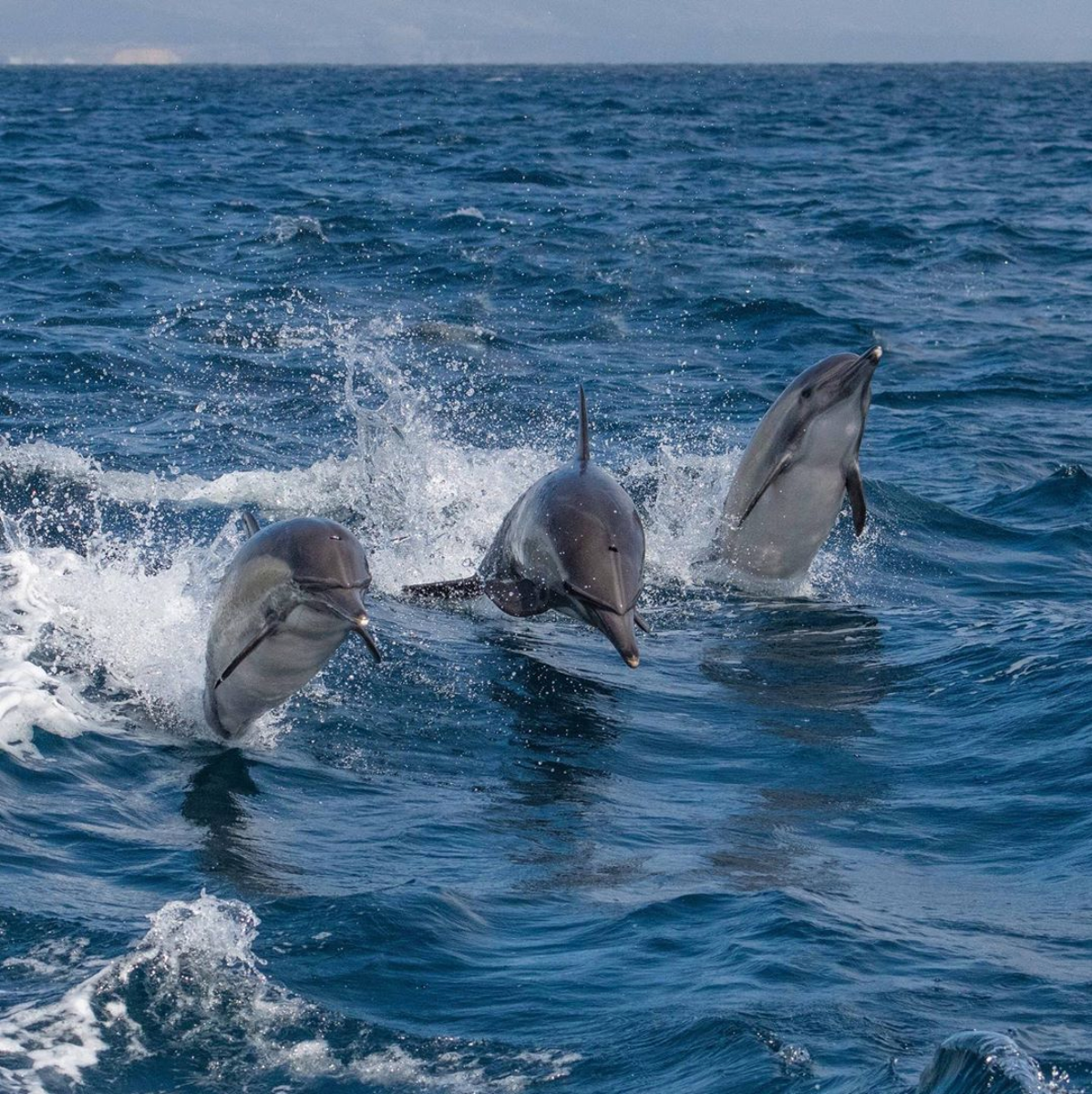 Dolphin_Project's tweet photo. We love seeing your photos from encounters with #WildAndFree dolphins! 🐬 Always be sure to watch wild dolphins responsibly, and on their terms. See our guide for best practices on whale and dolphin watching at https://t.co/arVva8IeSc 
Photo by Loriannah H. #DolphinProject https://t.co/WUahxILdrT