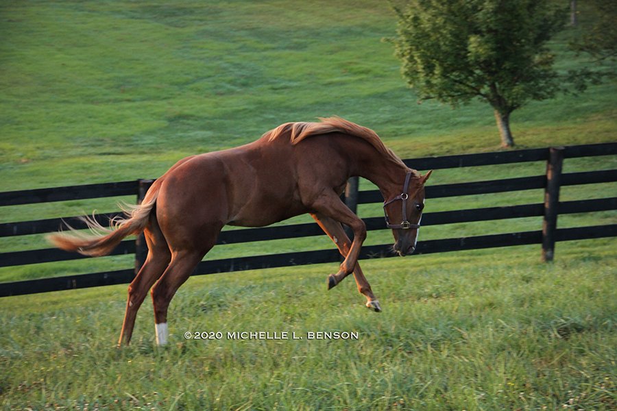 WoodMereFarm's tweet photo. Our @minnesotabred yearling filly by @darbydanfarm's Tapiture is kicking the week off on a high note!
Sells as #Hip45 Aug. 30 at the MTA Yearling Sale @CanterburyPark. https://t.co/YzpM470vLi https://t.co/FIlIBaOSn1