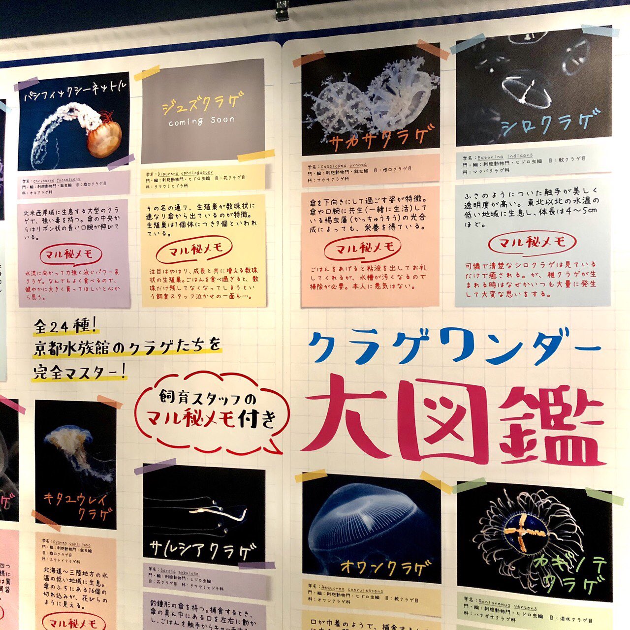 かめばかむほど亀井希生です 飼育員さん手作りの クラゲワンダー大図鑑 があったり 楽しい展示がいっぱい さらに特製 クラゲカードも もらえちゃいます 京都水族館 かめかむ T Co Auzdhdwq Twitter