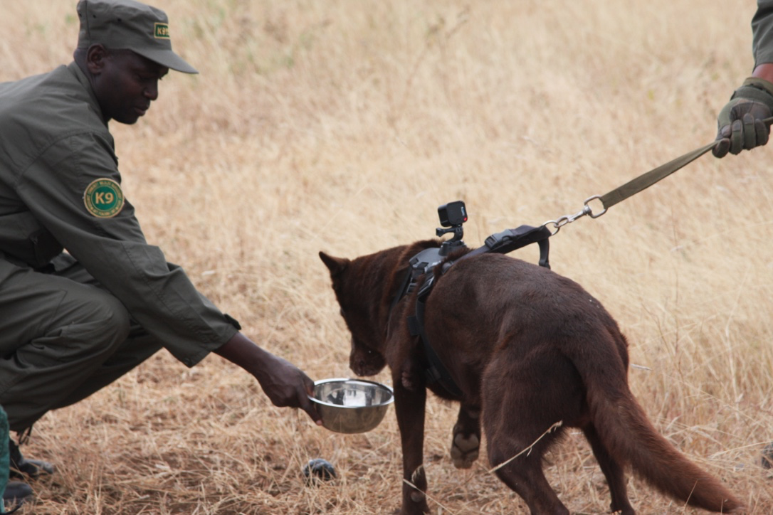 dr Katarzyna Nowak (@katzyna) on Twitter photo On #WorldRangerDay shout out to all the canine #K9 units, dog trainers and dog handlers making rangers' work easier and safer. <a href="/WD4C/">Working Dogs for Conservation</a> <a href="/Honeyguide2016/">HONEYGUIDE</a> <a href="/grumetifund/">Grumeti Fund | NPO</a> <a href="/tzparks/">Tanzania National Parks</a> <a href="/AWF_Official/">AWF</a> On #WorldRangerDay shout out to all the canine #K9 units, dog trainers and dog handlers making rangers' work easier and safer. <a href="/WD4C/">Working Dogs for Conservation</a> <a href="/Honeyguide2016/">HONEYGUIDE</a> <a href="/grumetifund/">Grumeti Fund | NPO</a> <a href="/tzparks/">Tanzania National Parks</a> <a href="/AWF_Official/">AWF</a>