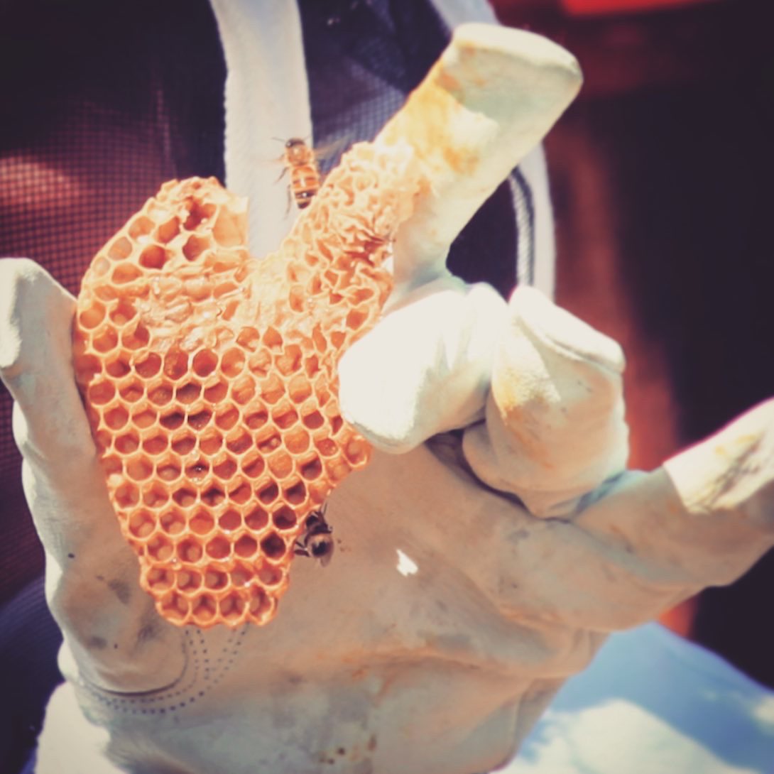 SarahLafrance's tweet photo. 🐝 Hive check up day and I found heart! ❤️ #BeeKind #FindItInEverything https://t.co/BOEf15YS9L