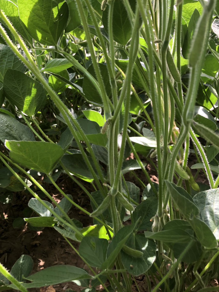 <a href="/DairylandSeed/">Dairyland Seed</a> beans are looking awesome in NE WI. Flowers, pods, and beans. #pretendfarmer <a href="/country_visions/">Country Visions Coop</a>