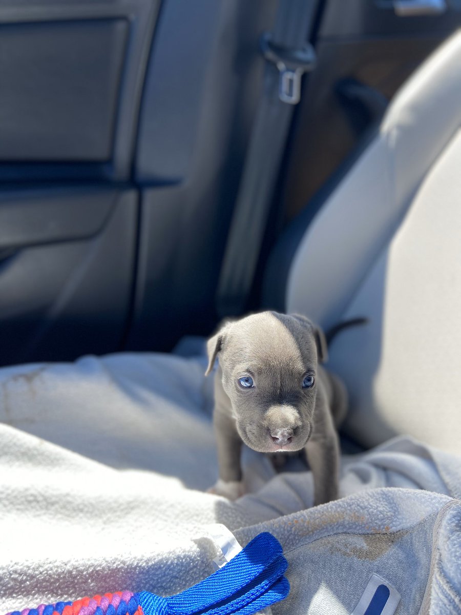 Icepicknick1's tweet photo. My lil road dog https://t.co/R1HEL0Vp41