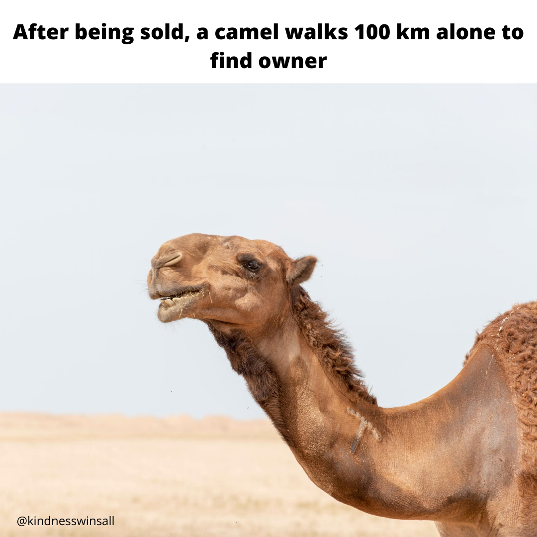 What an incredible camel!
#positivevibes #inspiration #quotes #believe #selflove #positivequotes  #positivethinking  #goodnews #kindnesswinsall #camels #camel