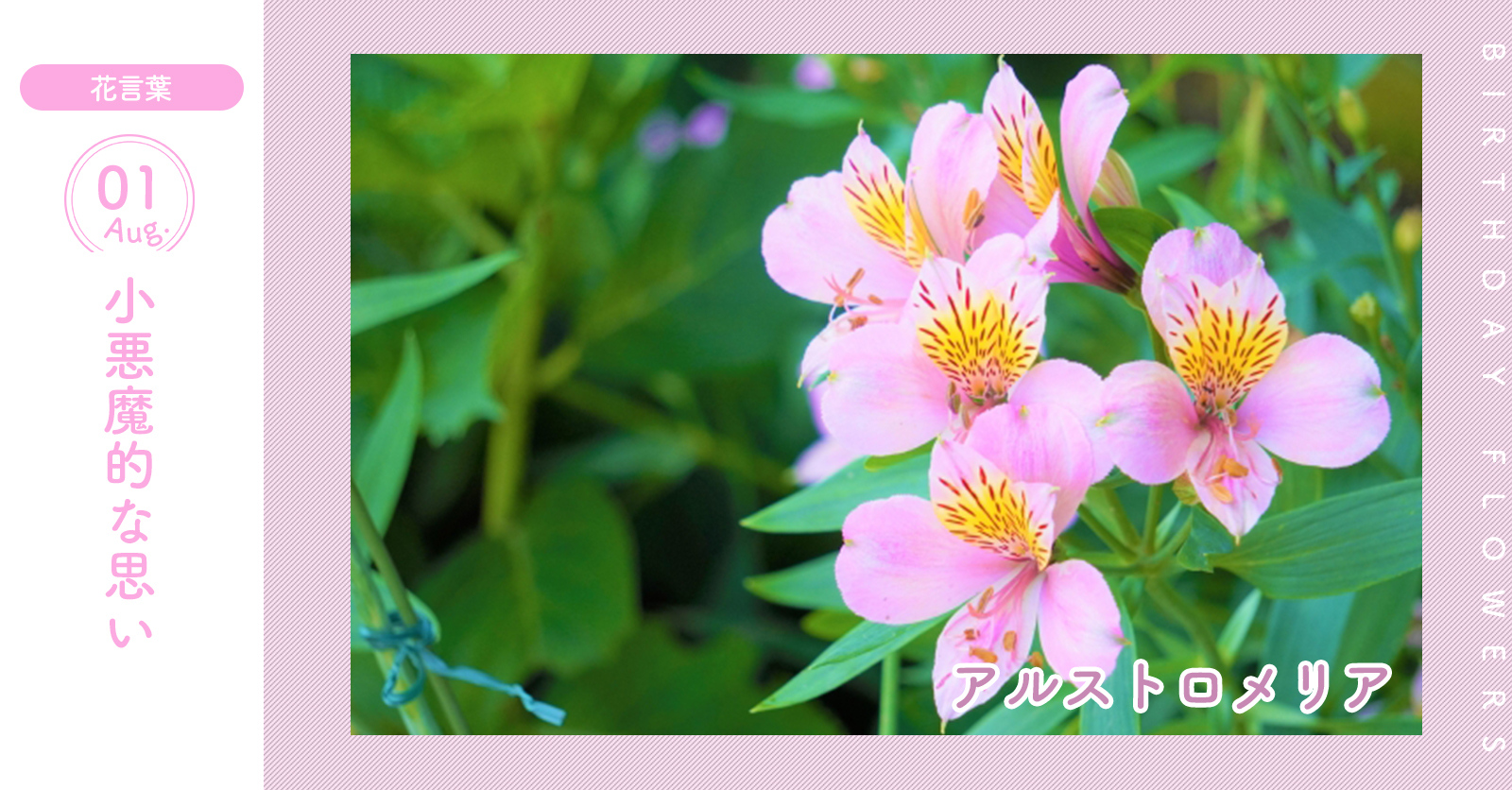 花キューピット I879 Com 公式 8月1日の誕生花 アルストロメリア お誕生日おめでとう 花言葉 は 小悪魔的な思い 初夏にオレンジ ピンク 赤 白などの花を咲かせます あなたはこんな人 几帳面で人に優しいタイプ 同じ誕生日の有名人